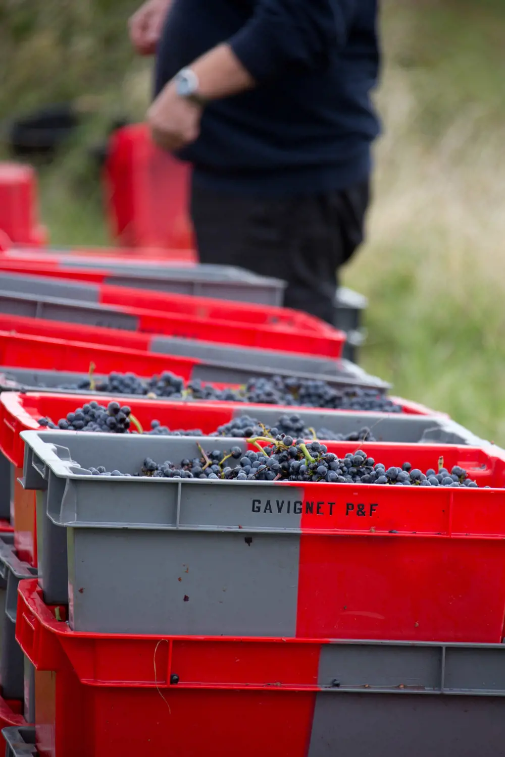 gavignet vendanges_226.jpg