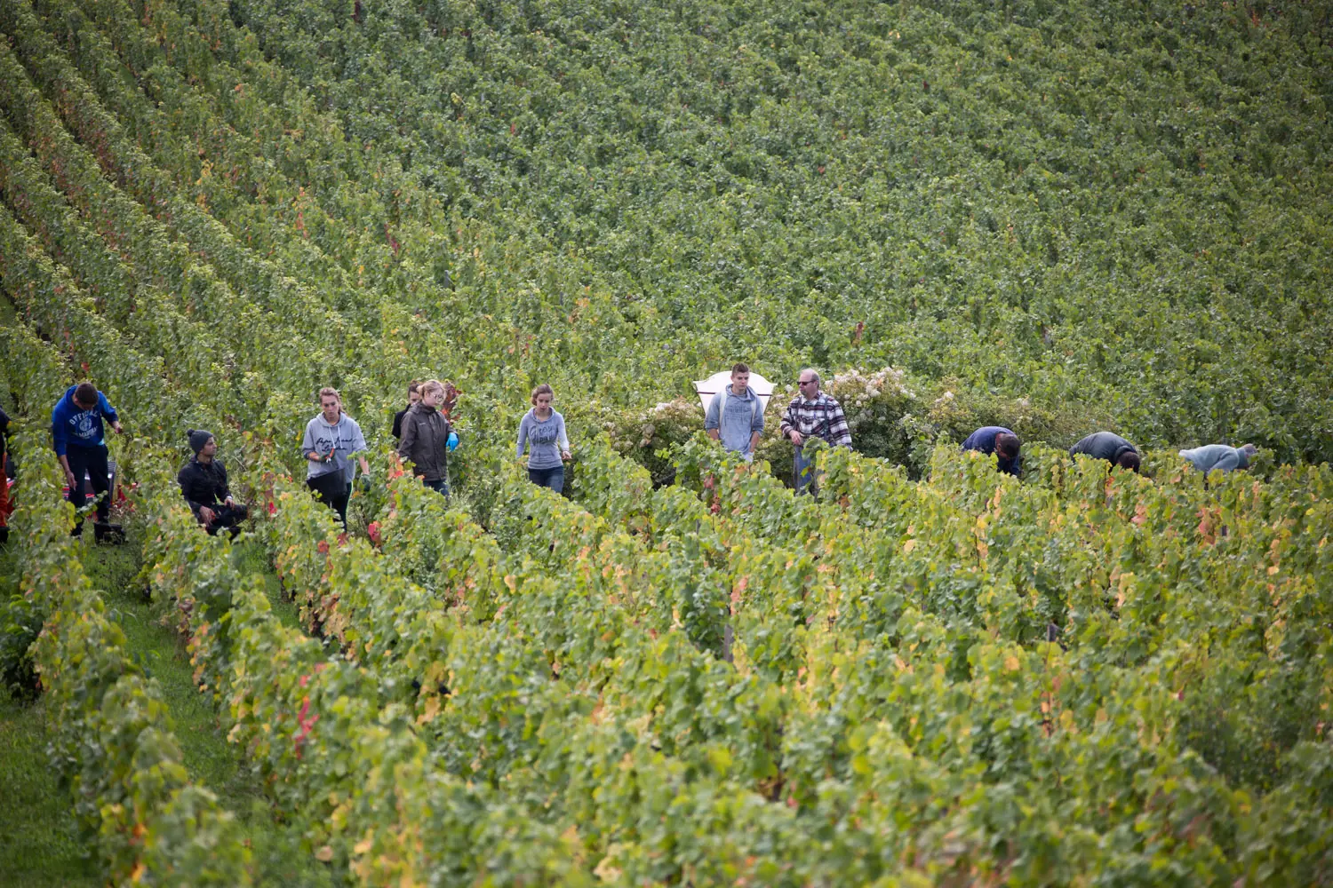 gavignet vendanges_117.jpg